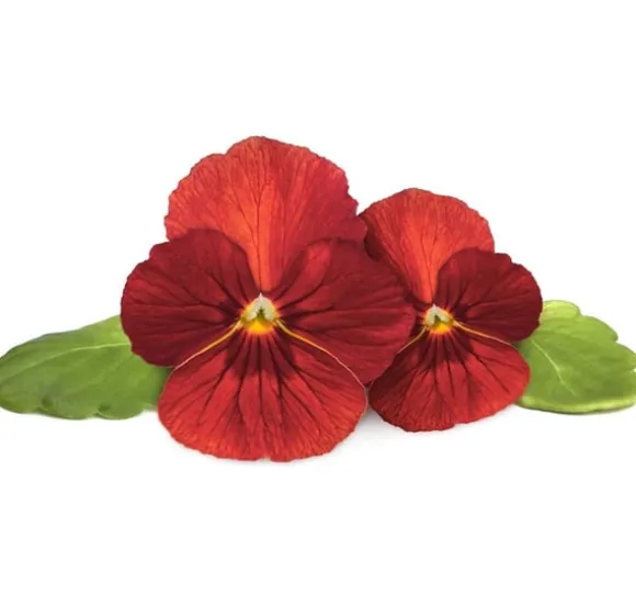 Click & Grow Smart Garden Refill Red Pansy 3stk