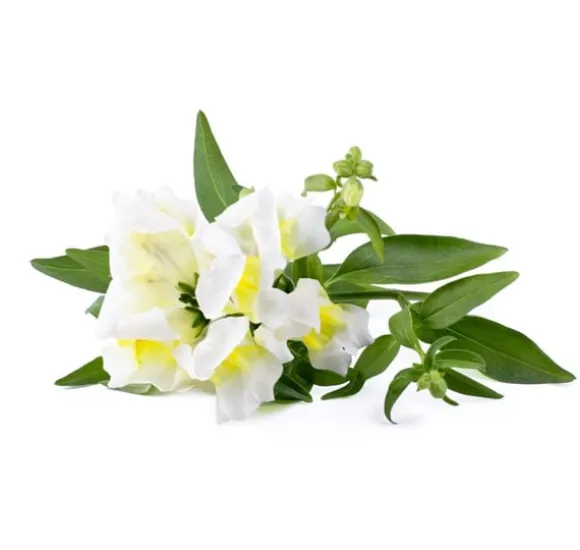 Click & Grow Smart Refill White Snapdragon 3 stk