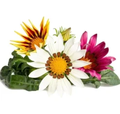 Click & Grow Smart Refill Gasania 3stk