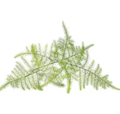 Click & Grow Smart Refill Feather spar 3stk