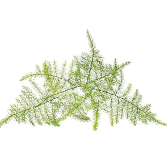Click & Grow Smart Refill Feather spar 3stk
