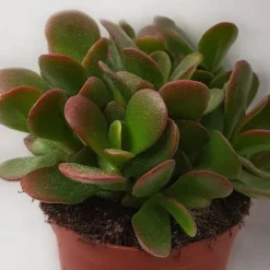 Crassula sukkulent - 2 kom. - Crassula ovata 'Sunset' - Højde 15-20cm - ⌀12cm