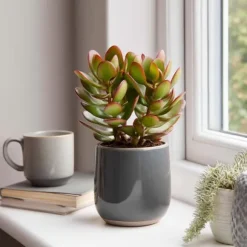 Crassula sukkulent plante - Crassula ovata 'Sunset' - Højde 15-20cm - ⌀12cm