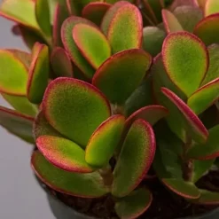 Crassula sukkulent plante - Crassula ovata 'Sunset' - Højde 15-20cm - ⌀12cm
