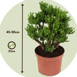 Crassula sukkulent plante - Crassula ovata 'Hobbit' - Højde 45-50cm - ⌀23cm