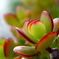 Crassula sukkulent plante - Crassula ovata 'Sunset' - Højde 55-60cm - ⌀30cm