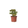 Crassula sukkulent plante - Crassula ovata 'Minor' - Højde 45-50cm - ⌀23cm