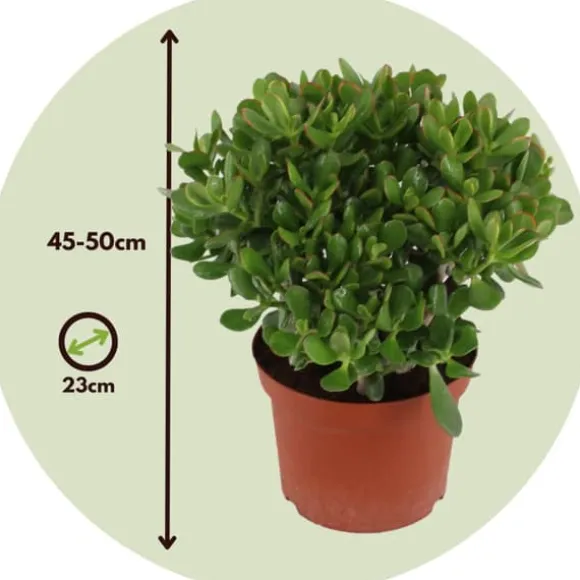 Crassula sukkulent plante - Crassula ovata 'Minor' - Højde 45-50cm - ⌀23cm