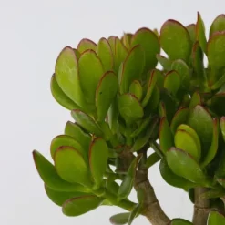 Crassula sukkulent plante - Crassula ovata 'Minor' - Højde 45-50cm - ⌀23cm