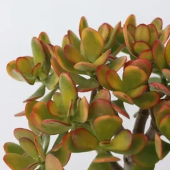 Crassula sukkulent plante - Crassula ovata 'Sunset' - Højde 30-35cm - ⌀17cm