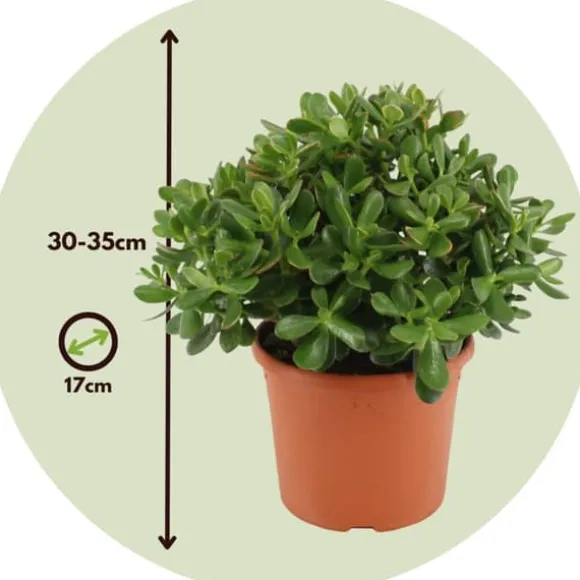 Crassula sukkulent plante - Crassula ovata 'Minor' - Højde 30-35cm - ⌀17cm