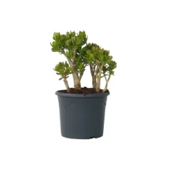 Crassula sukkulent plante - Crassula ovata 'Minor' - Højde 60-65cm - ⌀30cm