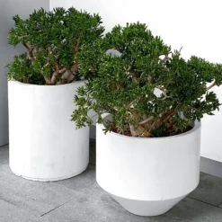 Crassula sukkulent plante - Crassula ovata 'Minor' - Højde 60-65cm - ⌀30cm