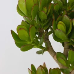 Crassula sukkulent plante - Crassula ovata 'Minor' - Højde 60-65cm - ⌀30cm
