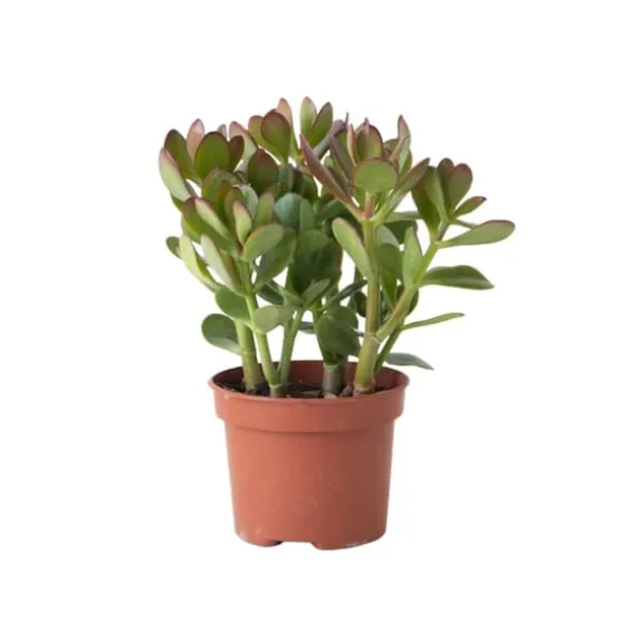 Crassula sukkulent plante - Crassula ovata - Højde 15-25cm - ø12cm