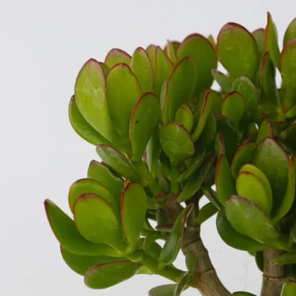 Crassula sukkulent plante - Crassula ovata - Højde 15-25cm - ø12cm