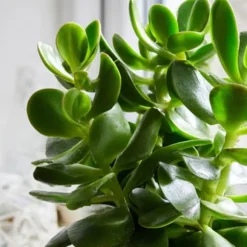 Crassula sukkulent plante - Crassula ovata - Højde 15-25cm - ø12cm