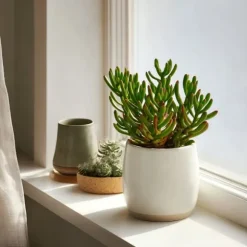 Crassula sukkulent plante - Crassula ovata 'Hobbit' - Højde 10-20cm - ⌀12cm