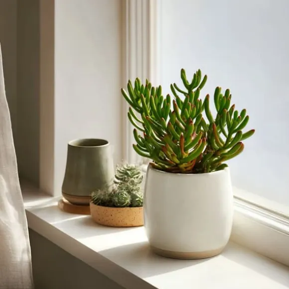 Crassula sukkulent plante - Crassula ovata 'Hobbit' - Højde 10-20cm - ⌀12cm