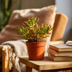 Crassula sukkulent plante - Crassula ovata 'Hobbit' - Højde 10-20cm - ⌀12cm