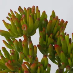 Crassula sukkulent plante - Crassula ovata 'Hobbit' - Højde 10-20cm - ⌀12cm