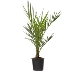 Daddelpalme - Phoenix canariensis - Højde 50-60cm - ⌀15cm