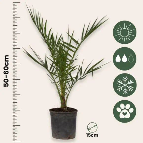 Daddelpalme - Phoenix canariensis - Højde 50-60cm - ⌀15cm