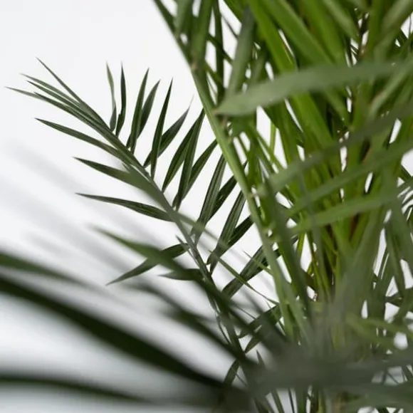 Daddelpalme - Phoenix canariensis - Højde 50-60cm - ⌀15cm