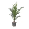 Daddelpalme - Phoenix canariensis - Højde 80-100cm - ⌀19cm