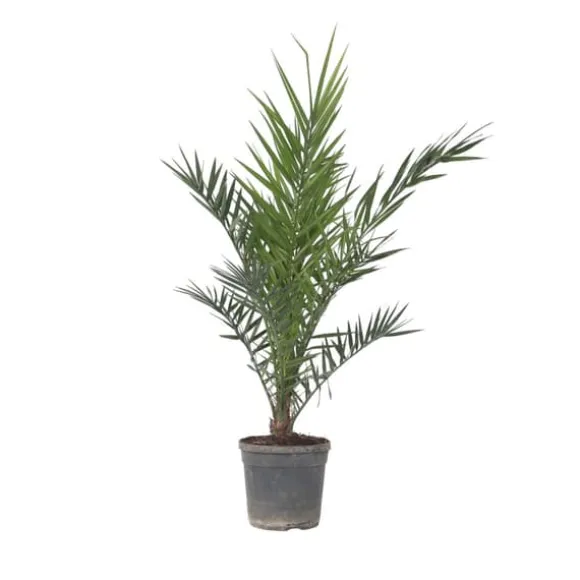 Daddelpalme - Phoenix canariensis - Højde 80-100cm - ⌀19cm