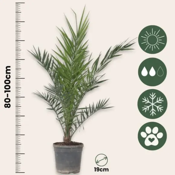 Daddelpalme - Phoenix canariensis - Højde 80-100cm - ⌀19cm