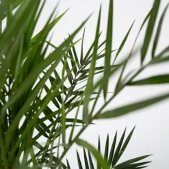 Daddelpalme - Phoenix canariensis - Højde 80-100cm - ⌀19cm