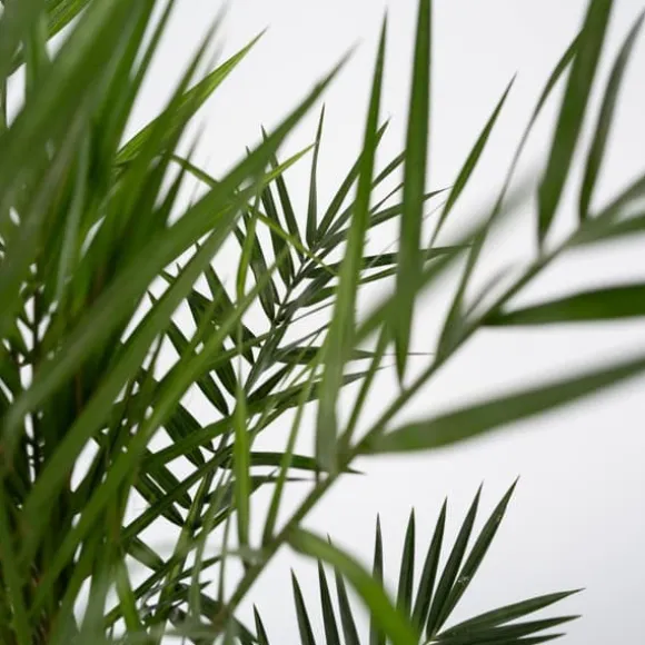 Daddelpalme - Phoenix canariensis - Højde 80-100cm - ⌀19cm