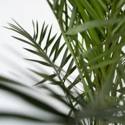 Daddelpalme - Phoenix canariensis - Højde 80-100cm - ⌀19cm