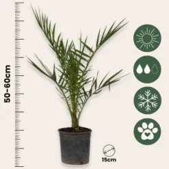 Daddelpalme - Sæt med 4 - Phoenix canariensis - Højde 50-60cm - ⌀15cm