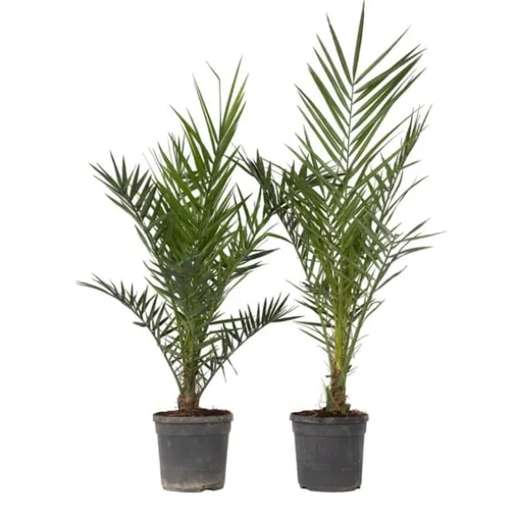 Daddelpalme - Sæt med 2 - Phoenix canariensis - Højde 80-100cm - ⌀19cm