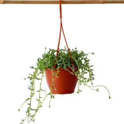 Delfin på snor - Senecio peregrinus - Højde 10-20cm - ⌀12cm