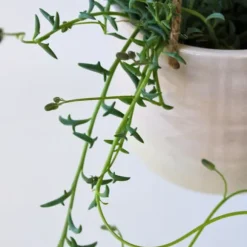 Delfin på snor - Senecio peregrinus - Højde 10-20cm - ⌀12cm