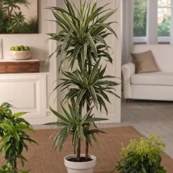 Drageplante - Dracaena Deremensis 'Warneckei' - Højde 60-70cm - ⌀17cm