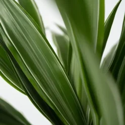 Drageplante - Dracaena Deremensis 'Warneckei' - Højde 60-70cm - ⌀17cm