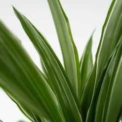 Drageplante - Dracaena Deremensis 'Warneckei' - Højde 60-70cm - ⌀17cm