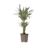 Drageplante - Dracaena deremensis 'White Stripe' - Højde 60-70cm - ⌀17cm