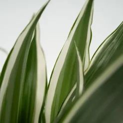 Drageplante - Dracaena deremensis 'White Stripe' - Højde 60-70cm - ⌀17cm