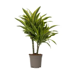 Drageplante - Dracaena deremensis 'Lemon Lime' - Højde 60-70cm - ⌀17cm