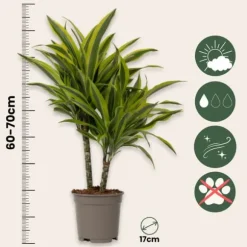 Drageplante - Dracaena deremensis 'Lemon Lime' - Højde 60-70cm - ⌀17cm