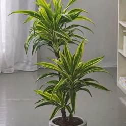 Drageplante - Dracaena deremensis 'Lemon Lime' - Højde 60-70cm - ⌀17cm