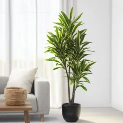 Drageplante - Dracaena fragrans 'Cintho' - Højde 140-150cm - ⌀24cm