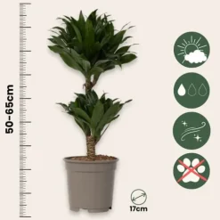 Drageplante - Dracaena surculosa - Højde 50-65cm - ⌀17cm