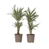 Drageplante - Sæt 2 - Dracaena deremensis 'White Stripe' - Højde 60-70cm - ⌀17cm