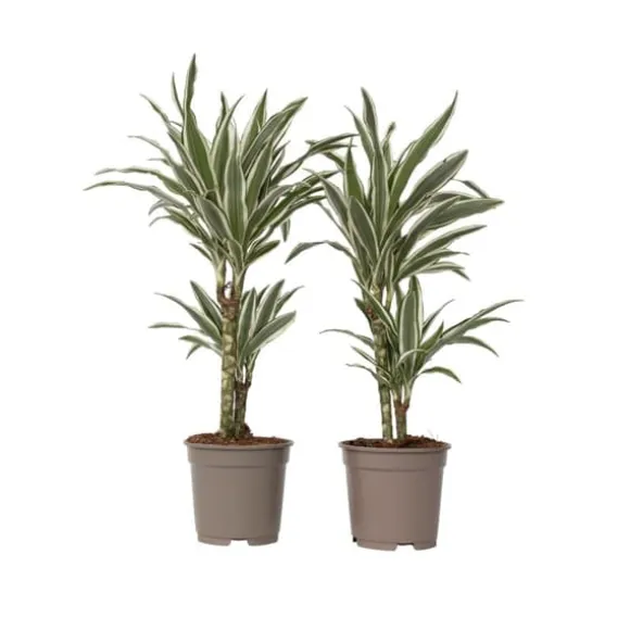 Drageplante - Sæt 2 - Dracaena deremensis 'White Stripe' - Højde 60-70cm - ⌀17cm